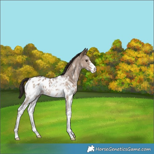 Horse Color:Liver Red Dun Sabino Appaloosa 