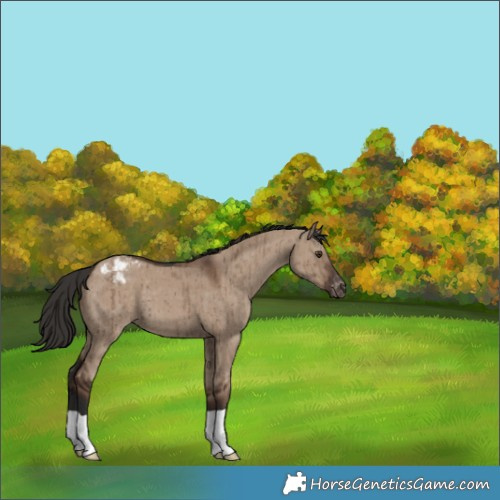 Horse Color:Liver Red Dun Appaloosa Brindle 