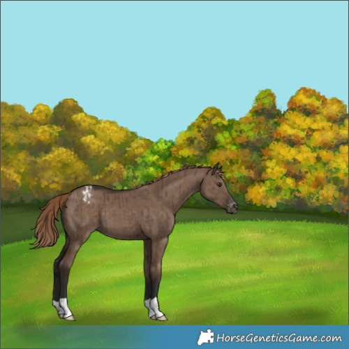 Horse Color:Liver Red Dun Appaloosa Brindle 