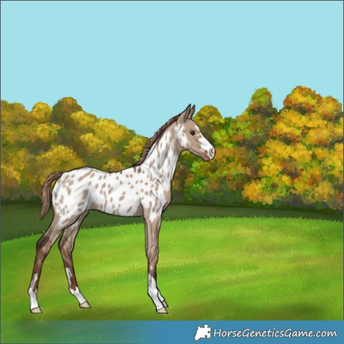 Horse Color:Liver Red Dun Appaloosa 