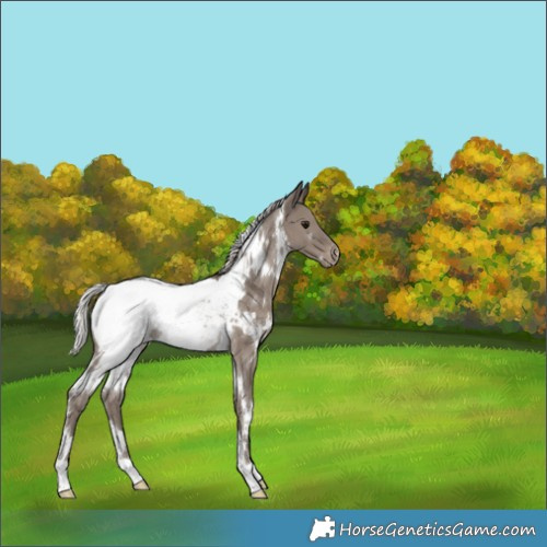 Horse Color:White Spotted Silver Grullo Snowcap Rabicano 