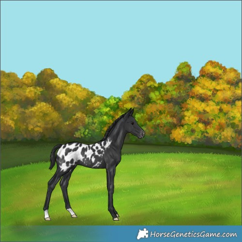 Horse Color:Black Appaloosa Rabicano 
