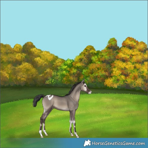 Horse Color:Grullo Onyx Appaloosa 