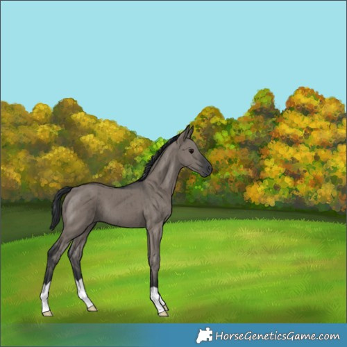 Horse Color:Grullo Brindle 