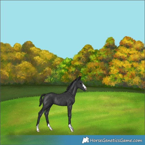 Horse Color:Black Rabicano 