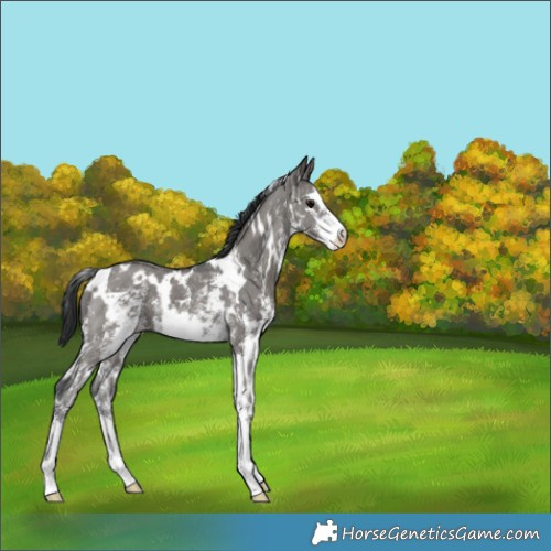 Horse Color:White Spotted Grullo Sabino 