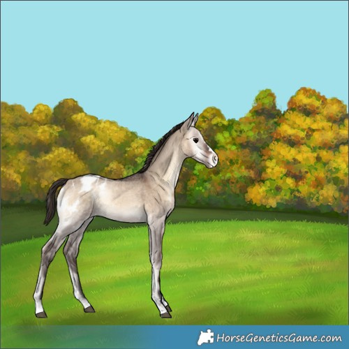 Horse Color:Bay Onyx Appaloosa 