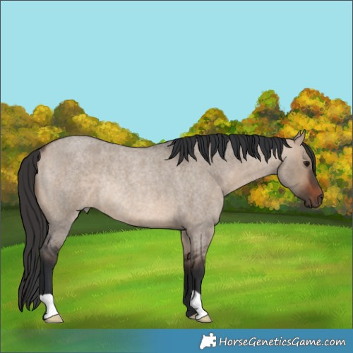 Horse Color:Brown Roan Dun Rabicano 