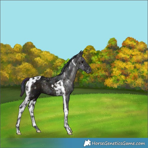 Horse Color:Nacre Midnight Brown Ice Onyx Tobiano 