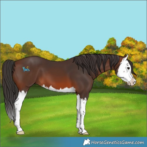 Horse Color:Brown Splash 