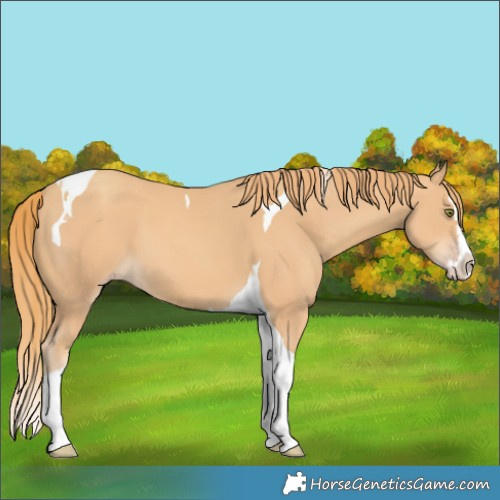 Horse Color:Gold Champagne Splash Tobiano 