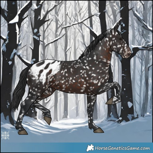 Horse Color:Brown Appaloosa 