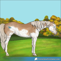 Horse Color:Chocolate Palomino Splash 