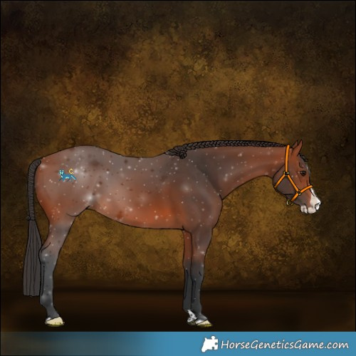 Horse Color:Bay Splash Rabicano 