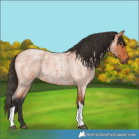 Horse Color:Bay Roan Tobiano
