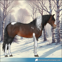 Horse Color:Brown Tobiano Rabicano 