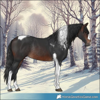 Horse Color:Brown Tobiano Rabicano 