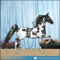 Horse Color:White Spotted Black Rabicano 