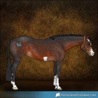 Horse Color:Brown 