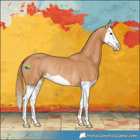 Horse Color:Chestnut Splash Rabicano 