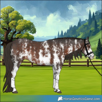 Horse Color:Liver Chestnut Sabino 