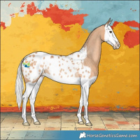 Horse Color:Silver Bay Dun Splash Appaloosa Rabicano 