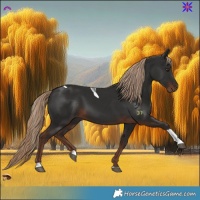 Horse Color:Liver Chestnut Tobiano Rabicano 