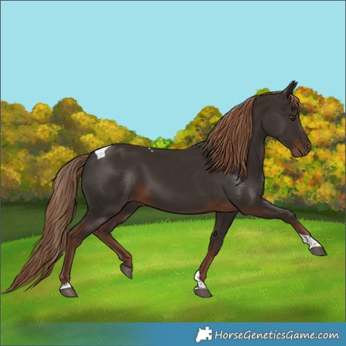 Horse Color:Liver Chestnut Tobiano 