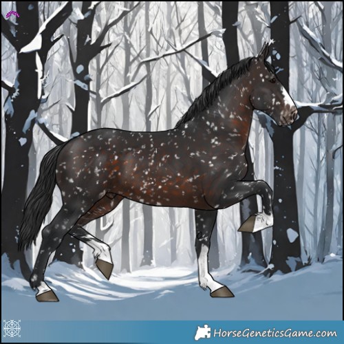 Horse Color:Brown Appaloosa 