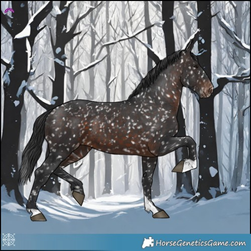 Horse Color:Brown Appaloosa 