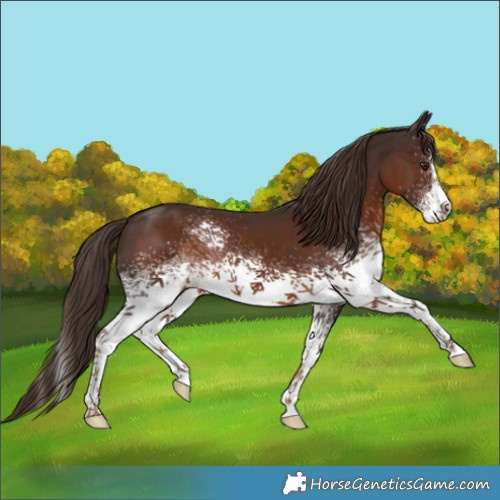 Horse Color:White Spotted Liver Chestnut 