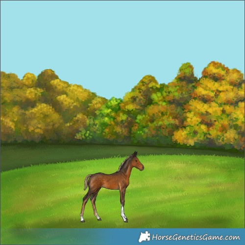 Horse Color:Chocolate Palomino Sabino Tobiano 