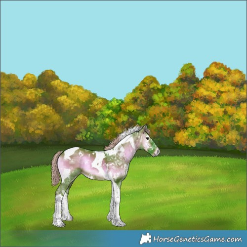 Horse Color:Watercolor White Spotted Chocolate Palomino Ice Onyx Tobiano Rabicano 