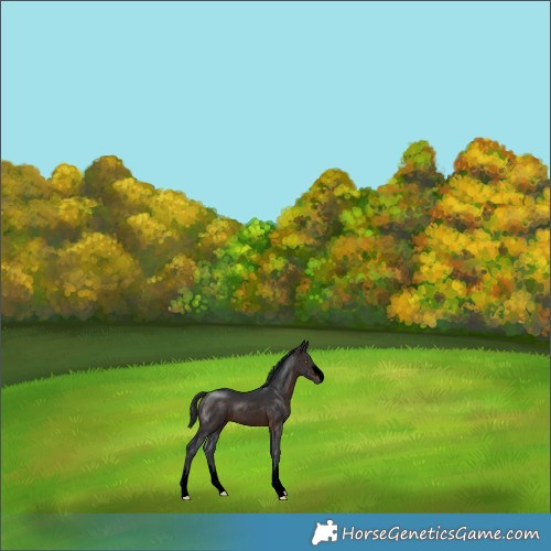 Horse Color:Void White Spotted Brown Rabicano 