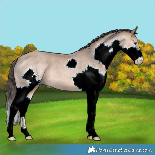 Horse Color:Sable Champagne Splash 
