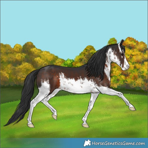 Horse Color:White Spotted Brown 