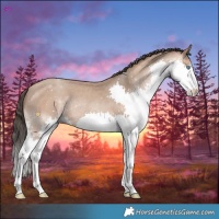 Horse Color:Amber Champagne Splash Rabicano