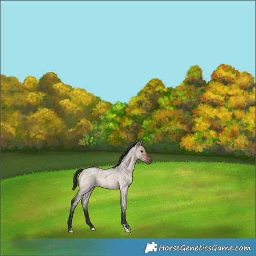 Horse Color:Brown Roan Dun 