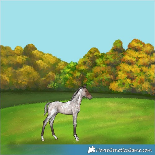 Horse Color:White Spotted Silver Brown Roan 