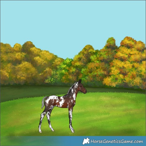 Horse Color:White Spotted Silver Brown 