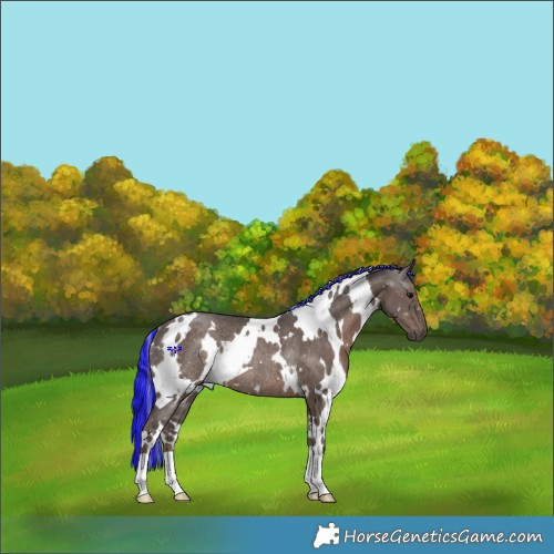 Horse Color:Painted White Spotted Silver Black Rabicano 