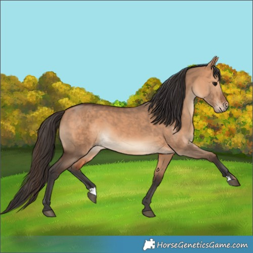 Horse Color:Bay Dun 