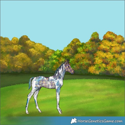 Horse Color:Painted Plaid  White Spotted Silver Brown Dun Rabicano 