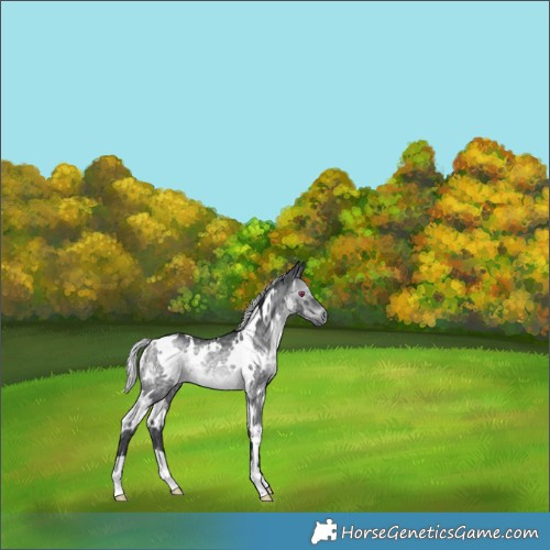 Horse Color:White Spotted Silver Brown Chinchilla Rabicano 