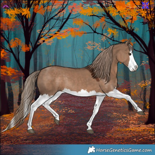 Horse Color:Liver Red Dun Splash Rabicano