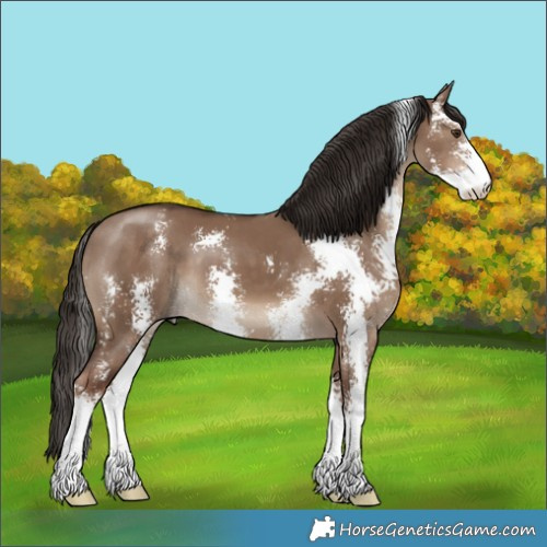 Horse Color:Liver Red Dun Sabino 