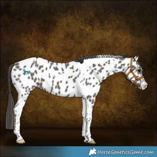 Horse Color:Grullo Tobiano Near Leopard 