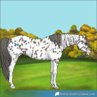 Horse Color:Grullo Tobiano Appaloosa 