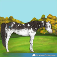 Horse Color:White Spotted Liver Chestnut 