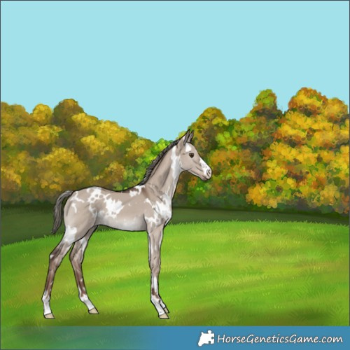 Horse Color:White Spotted Liver Red Dun Mushroom 